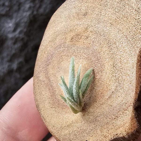 樹猴-實生苗小小的上木可愛一下，長大在請下木吧~/Tillandsia duratii seedling 