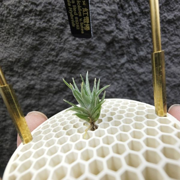 黃花媳婦×紅電捲/Tillandsia xiphioides v. lutea × streptophylla Red#8262 