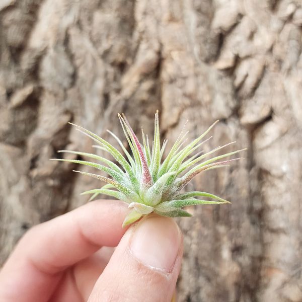 白雪公主小精靈/Tillandsia Ionantha Snow White 