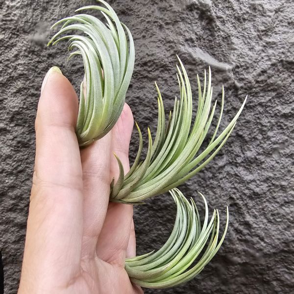 Tillandsia tenuifolia var. saxicola(SS尺寸不挑株)紫水晶變異型態較小型個體，與T.tenuifolia Bronze Tip很相似，以來源名稱為主，T.tenuifolia的個體也相當多變，實際上有無個體差異也不好判別，此品未曾見開花過！側上木會呈勾勾的型態相當漂亮！ 