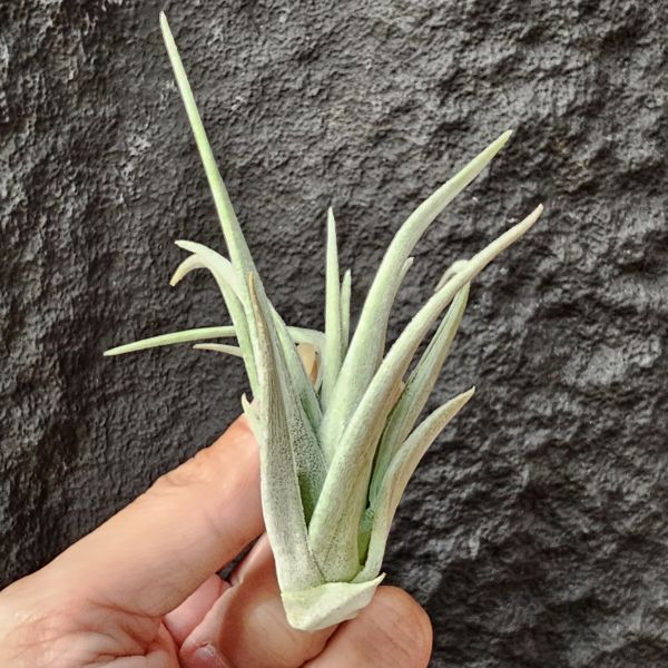 大M(芽不小)/Tillandsia Minasgeraisensis 