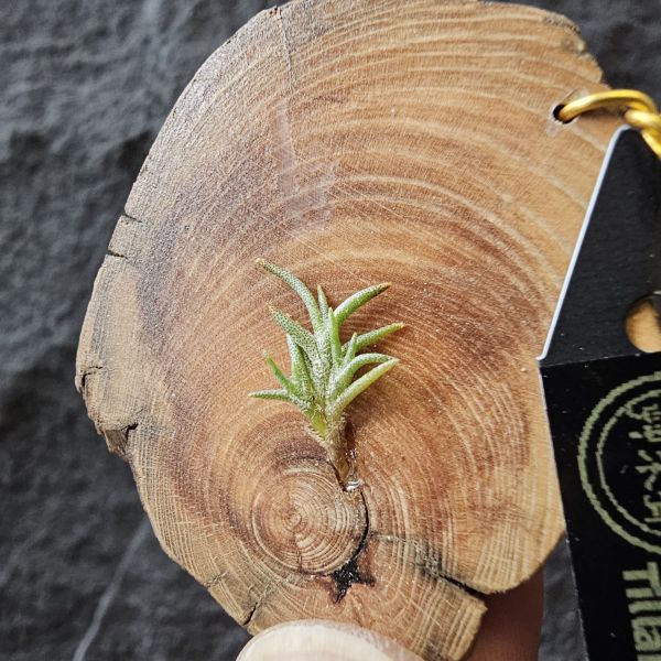 卡畢拉瑞斯-小型/Tillandsia Capillaris lottes 