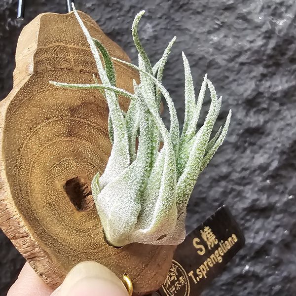 S燒-側芽(植株約4~5cm)/Tillandsia sprengeliana 