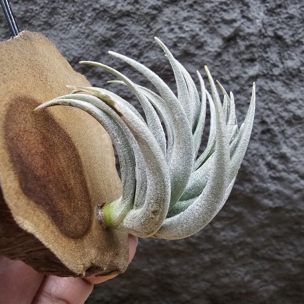 原種卡蜜拉(稀)/Tillandsia carminea(Europe)~正卡蜜拉，與野採個體是不同的品項也較罕見！ 