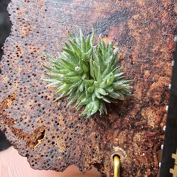 草皮鳳實生/Tillandsia tricholepis 