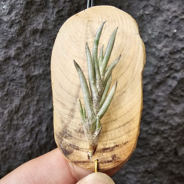 歐洲卡畢/Tillandsia capillaris(Europe) 