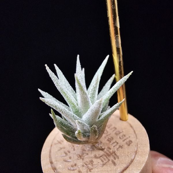 香檳巨大×長莖minor/Tillandsia chiapensis giant × ionantha van. minor form 