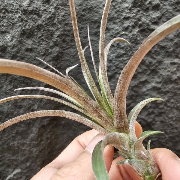 芬蘭紐麗娜(顯色)/Tillandsia variabilis~老品種目前好像較少見、挺美的唷！ 
