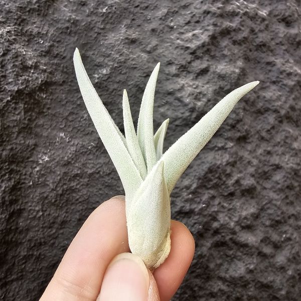 拉美拉/Tillandsia ramellae 