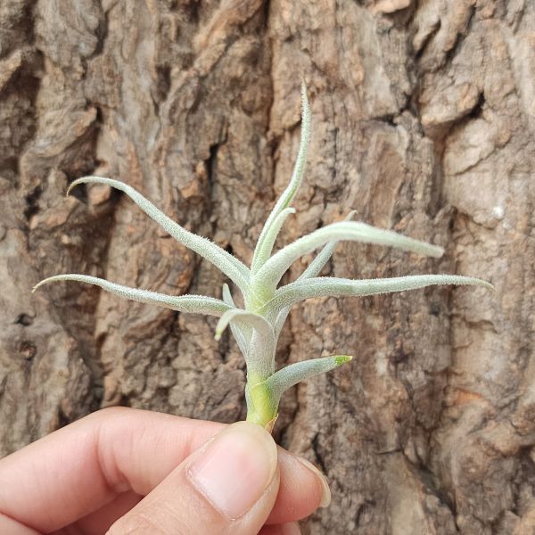 粗糠-巨大/Tillandsia Paleacea Giant 
