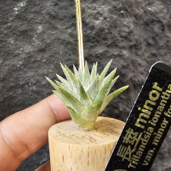 長莖minor/Tillandsia ionantha van. minor form 