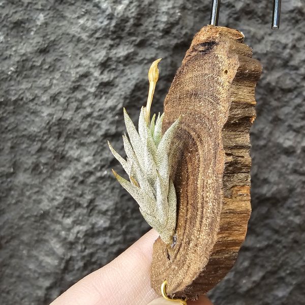 布雷爾利托西斯/Tillandsia brealitoensis 