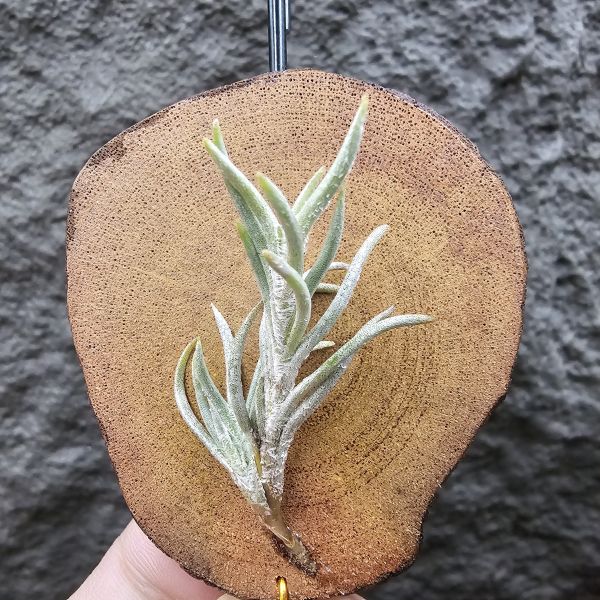 阿根廷卡畢/Tillandsia capillaris(Argentina) 