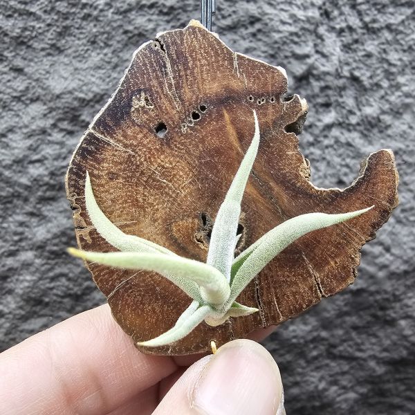 肥腸/Tillandsia aff. streptocarpa 