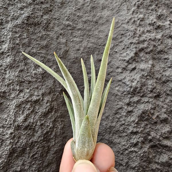 格雷羅西斯-墨西哥原生種/Tillandsia guerreroensis Rauh 