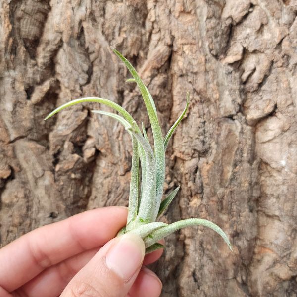 普布斯/Tillandsia Pueblensis Clump 