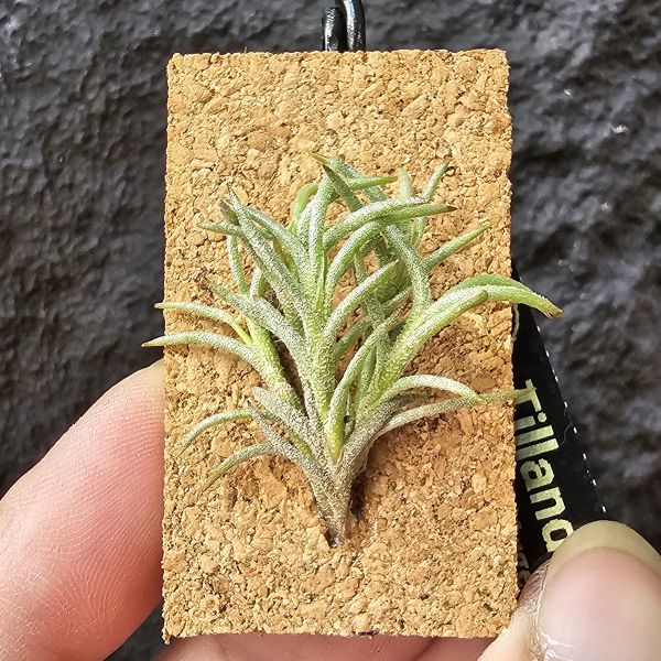 卡畢(阿根廷野採)/Tillandsia capillaris(Argentina) 