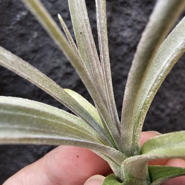 噴泉(顯紫)/Tillandsia exserta~挑選育種會顯色的個體！ 