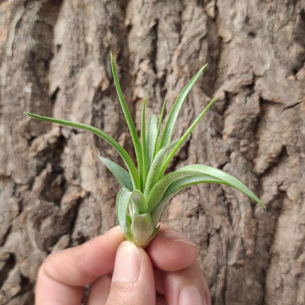 費西古拉塔×小精靈/Tillandsia fasciculata × ionantha 