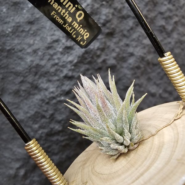 MiniQ(尺寸不小~)/Tillandsia ionantha MiniQ 