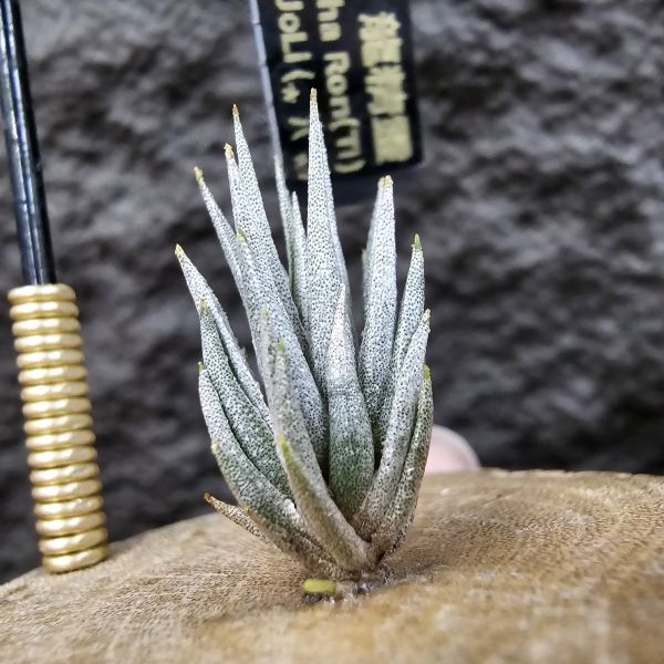 橙花媳婦 × 龍精靈/Tillandsia erici × ionantha Ron(TI) 