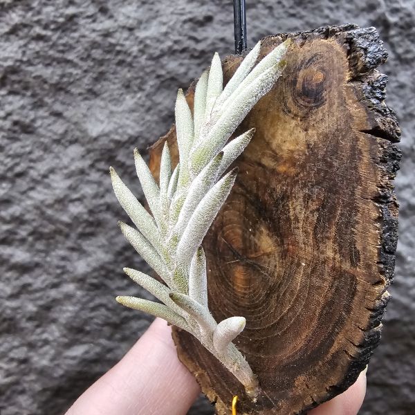 Tillandsia capillaris(Europe)~歐洲卡畢、植株不小未見過開花的型態。 