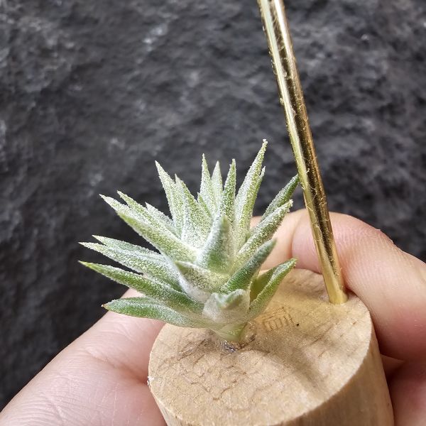 長莖minor/Tillandsia ionantha van. minor form 