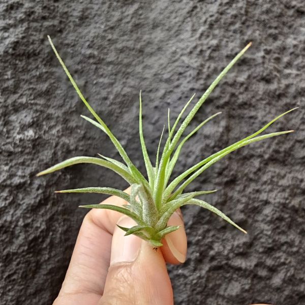 (花×電)×瓜地馬拉小精靈/Tillandsia (intermedia × streptophylla) × ionantha guatemala 