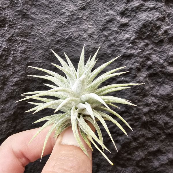 長莖 × Tinco of fire/Tillandsia ionantha v. van-hyningii × ionantha tinco of fire 