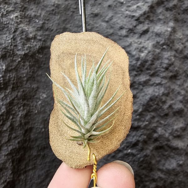 草皮變異・捷克(成株)/Tillandsia tricholepis var. macrophylla(CZ) 