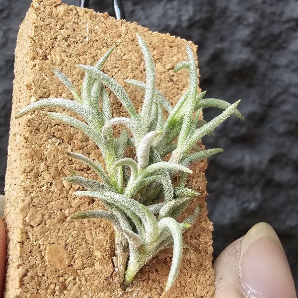 卡畢(阿根廷野採)/Tillandsia capillaris(Argentina) 