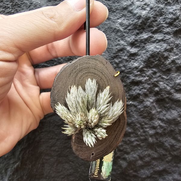 彈頭(14頭)/Tillandsia pedicellata(Argentina)~商店所販售彈頭品項~皆為嚴格挑選植株、無枯萎品項！ 