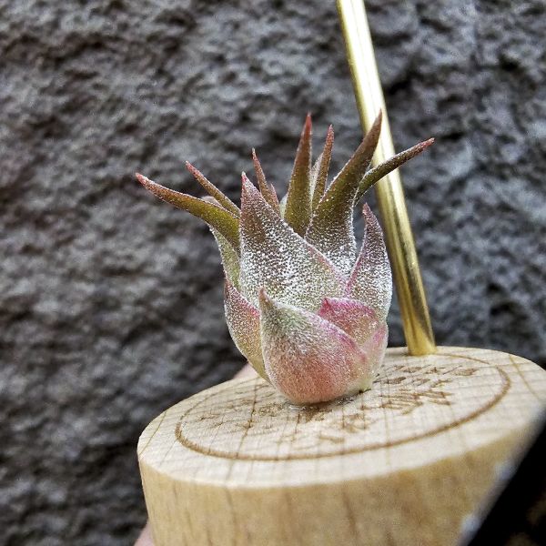 熱帶手榴彈/Tillandsia ionantha Hand Grenade(Tropiflora) 