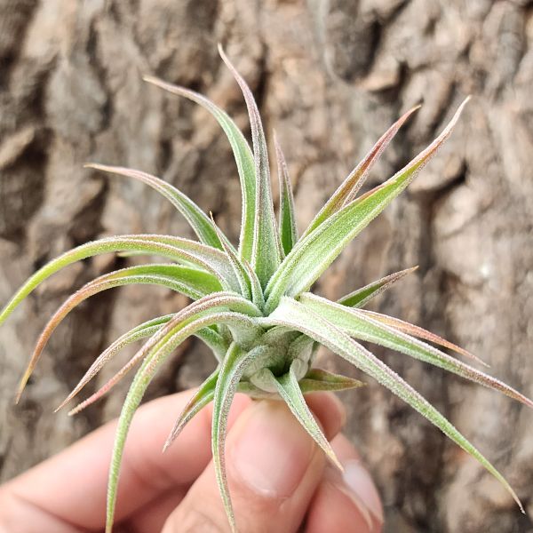 長莖×露西/Tillandsia Ionantha Var. Vanhyningii × Lucille 