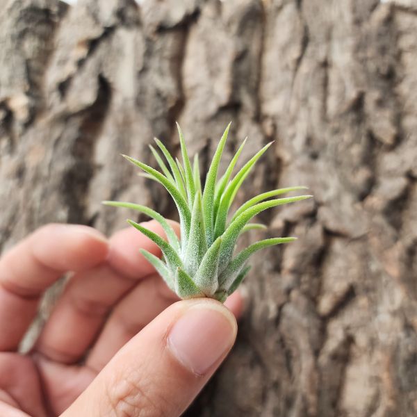 大男孩小精靈/Tillandsia ionantha Big Boy 