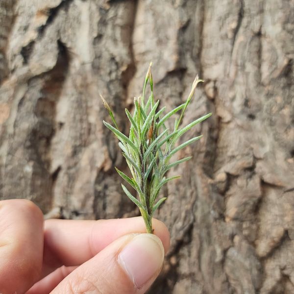 卡畢拉瑞斯-香花/Tillandsia Capillaris 