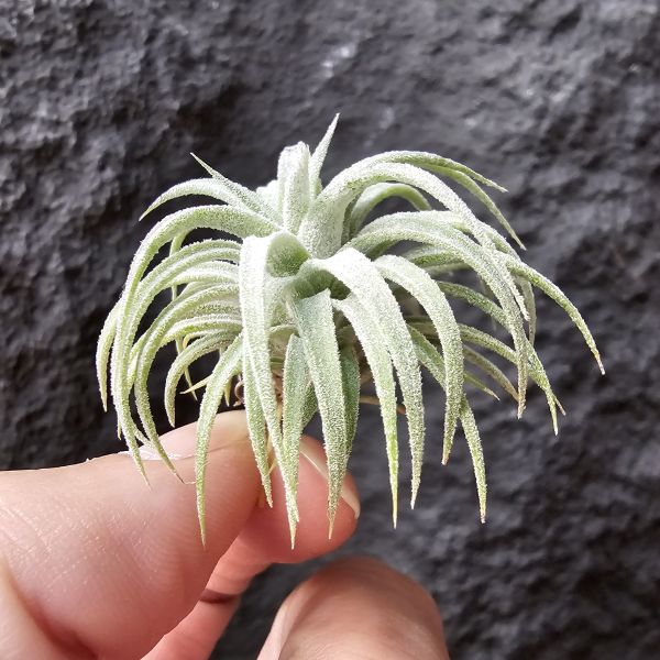 BC × 龍精靈/Tillandsia bea correale × ionantha Ron 