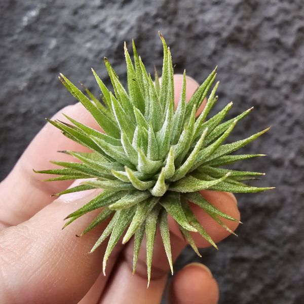 Gu Gu/Tillandsia ionantha gugu 