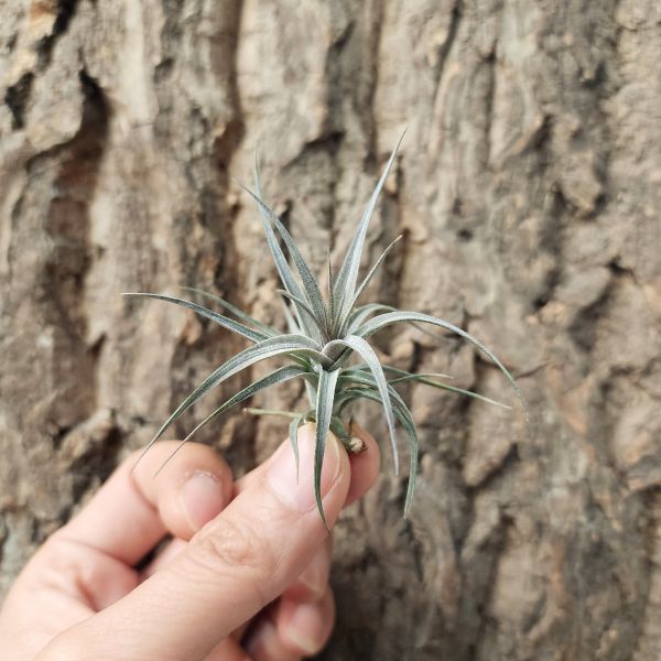 紫羅蘭-迷你紫/ Tillandsia Aeranthos Mini Purple 