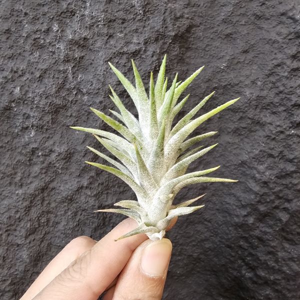 長莖小精靈-集束型/Tillandsia ionantha v. van-hyningii (Paint Brush) 