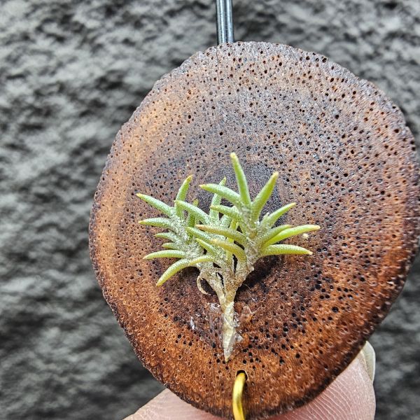 Tillandsia capillaris lottes 
