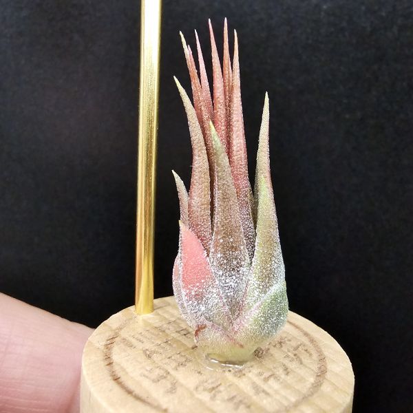 巧克力花生米/Tillandsia ionantha 'peanut Red'~會長年顯暗紅色的花生米！ 