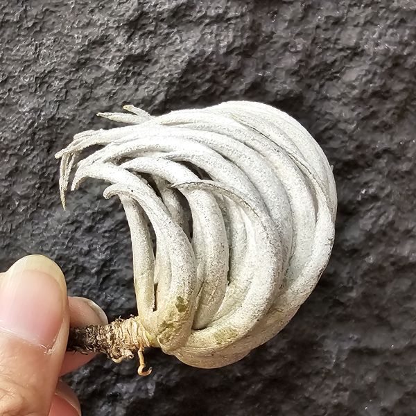 卡蜜拉/Tillandsia carminea(Brazil) 