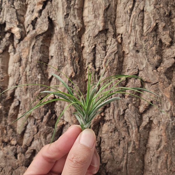 多國花-白花/Tillandsia Stricta 