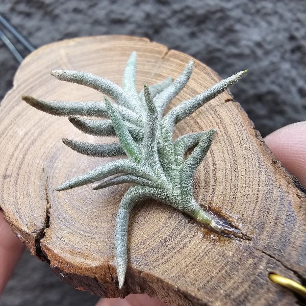 帕姆塔塔/Tillandsia permutata(Europe) 