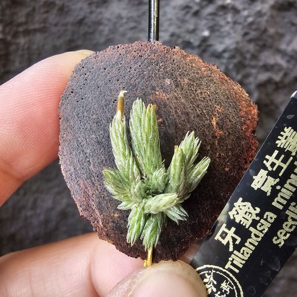牙籤實生叢/Tillandsia minutiflora seedling~不必擔心野採品項容易黑死，實生好照顧非常多！ 