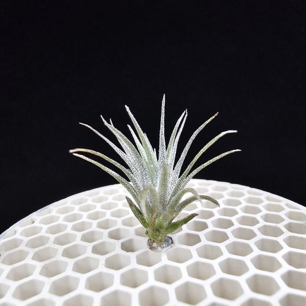 熱帶K燒×薄變小型(Joli)/Tillandsia kautskyi(Tropiflora) × gardneri v. rupicola(TI) 