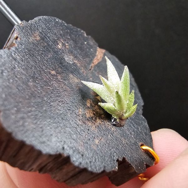 布雷爾利托西斯(S尺寸)/Tillandsia brealitoensis~重油耐用"降真木"板材! 