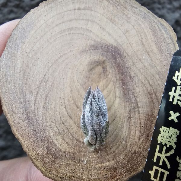 白天鵝×赤兔(新品)/Tillandsia barfussii × edithae~From JoLi 
