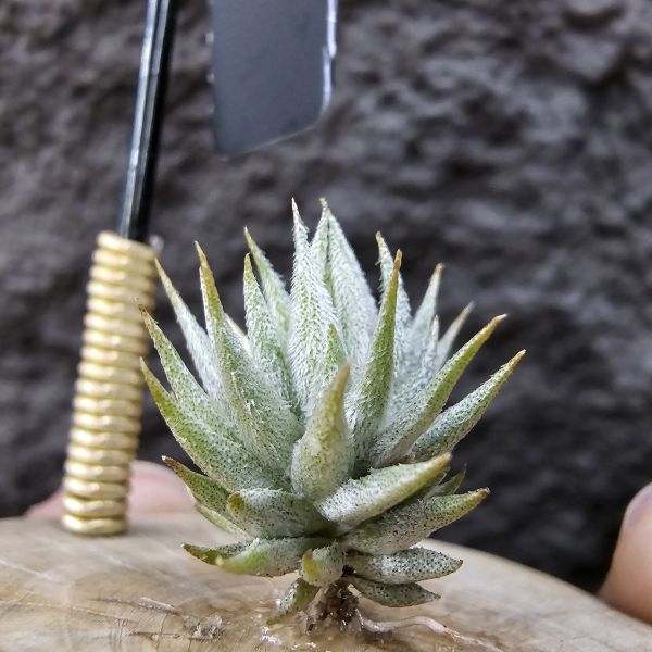 蘿莉(雨林)成株/Tillandsia loliacea(RFI) 
